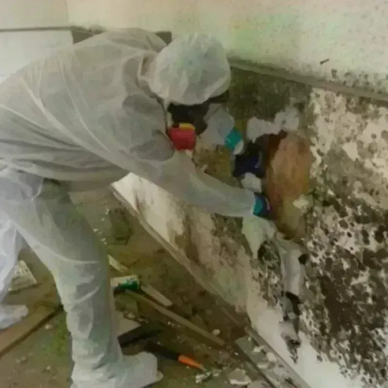 Mold Remediation and Removal in Jefferson City, MO